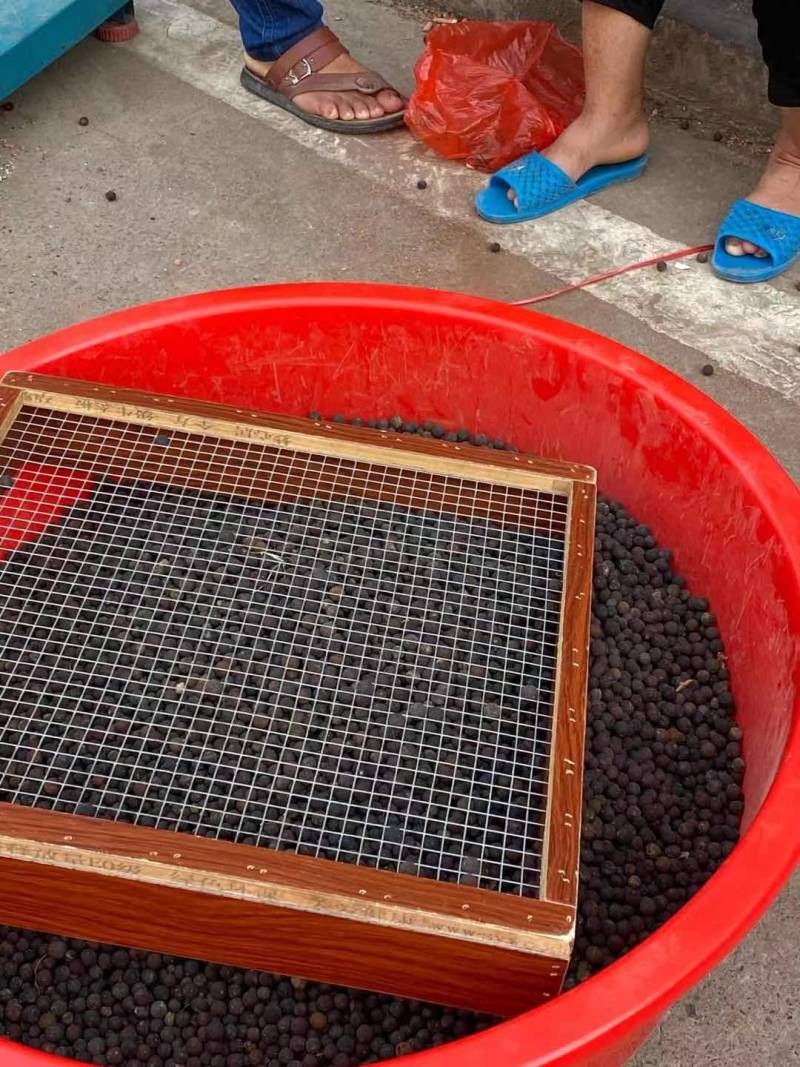 各种柑橘枳实枳壳大量上市供应，广西产地直供，欢迎医药客户
