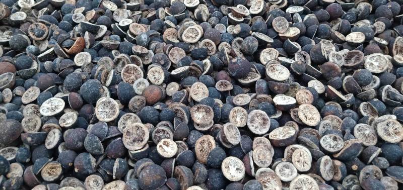 各种柑橘枳实枳壳大量上市供应，广西产地直供，欢迎医药客户