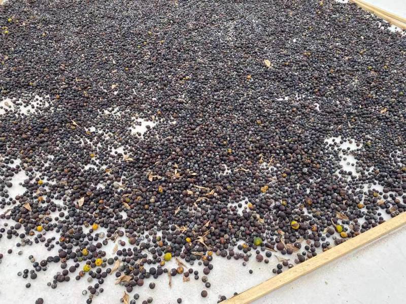 各种柑橘枳实枳壳大量上市供应，广西产地直供，欢迎医药客户