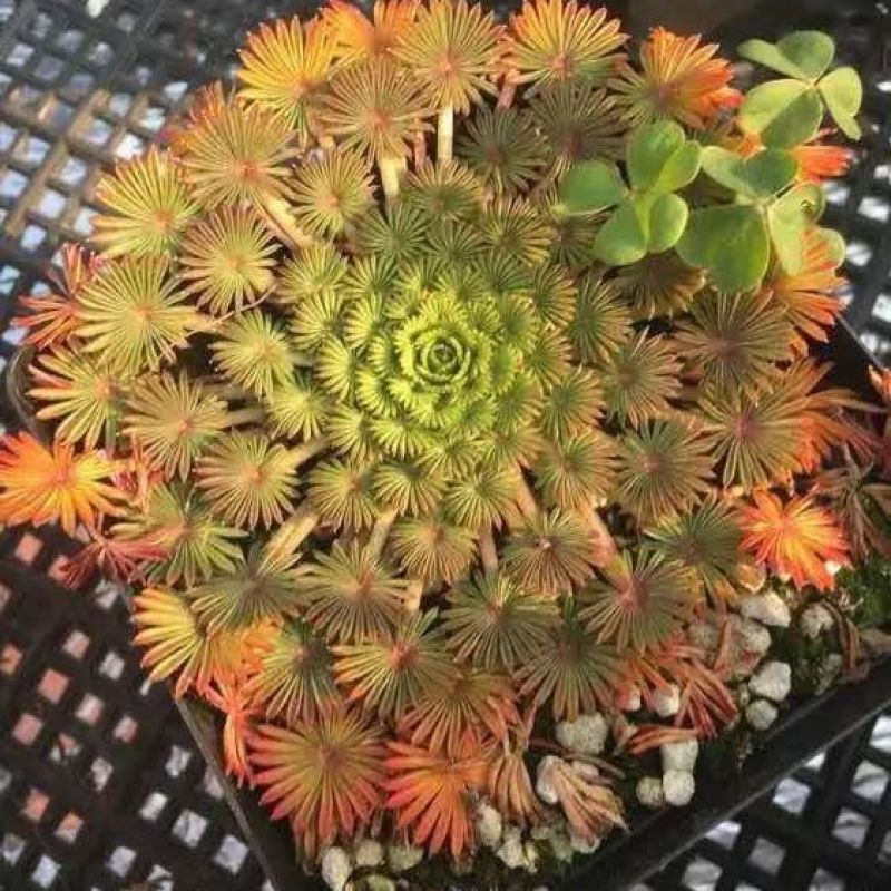 棕榈酢浆草多年生球根花卉主要以观叶为主酢酱草