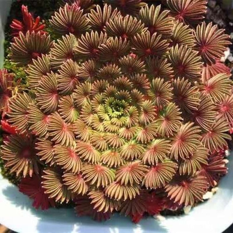 棕榈酢浆草多年生球根花卉主要以观叶为主酢酱草