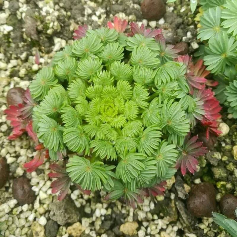 棕榈酢浆草多年生球根花卉主要以观叶为主酢酱草