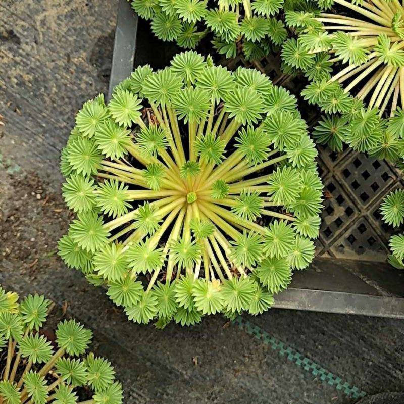 棕榈酢浆草多年生球根花卉主要以观叶为主酢酱草
