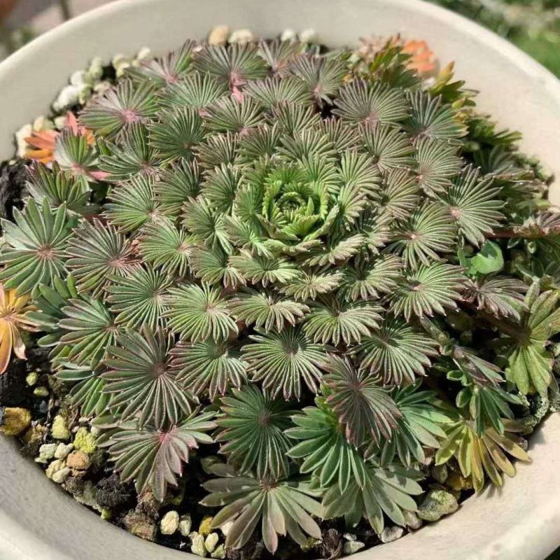 棕榈酢浆草多年生球根花卉主要以观叶为主酢酱草