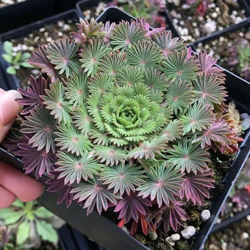 棕榈酢浆草多年生球根花卉主要以观叶为主酢酱草