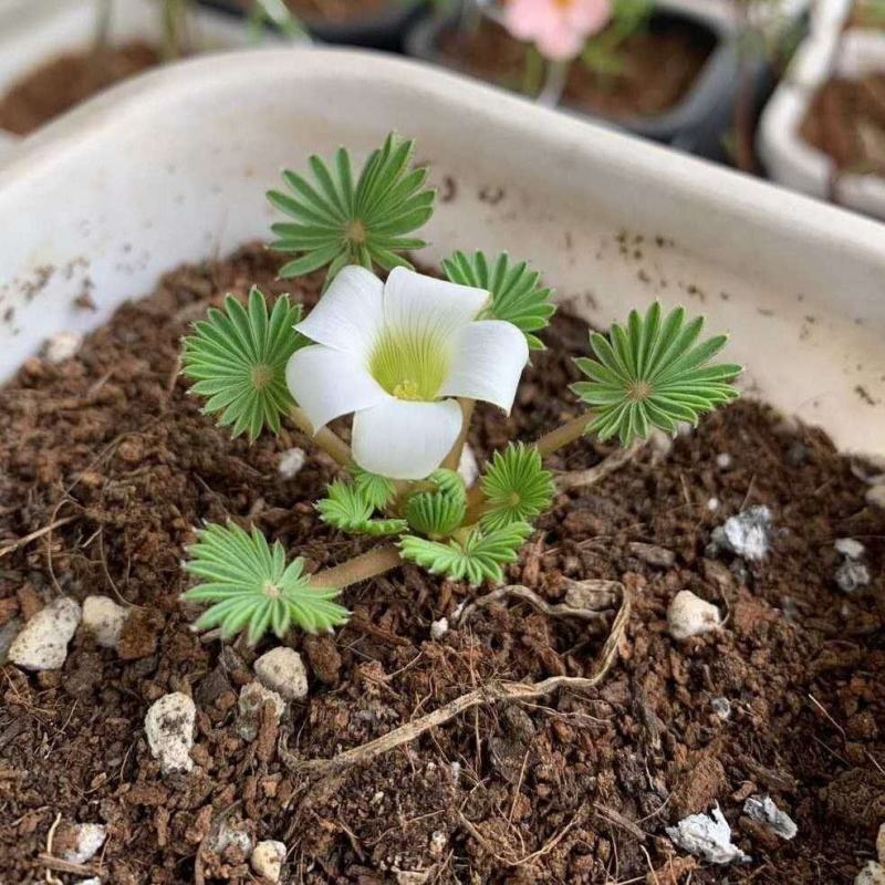 棕榈酢浆草多年生球根花卉主要以观叶为主酢酱草