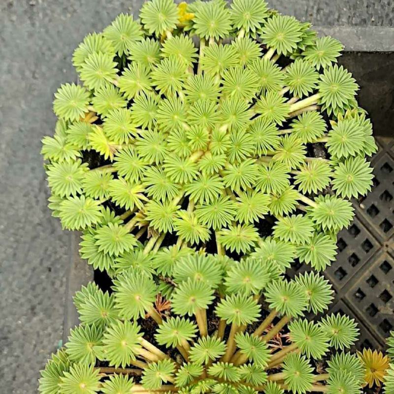 棕榈酢浆草多年生球根花卉主要以观叶为主酢酱草