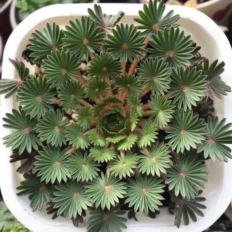 棕榈酢浆草多年生球根花卉主要以观叶为主酢酱草