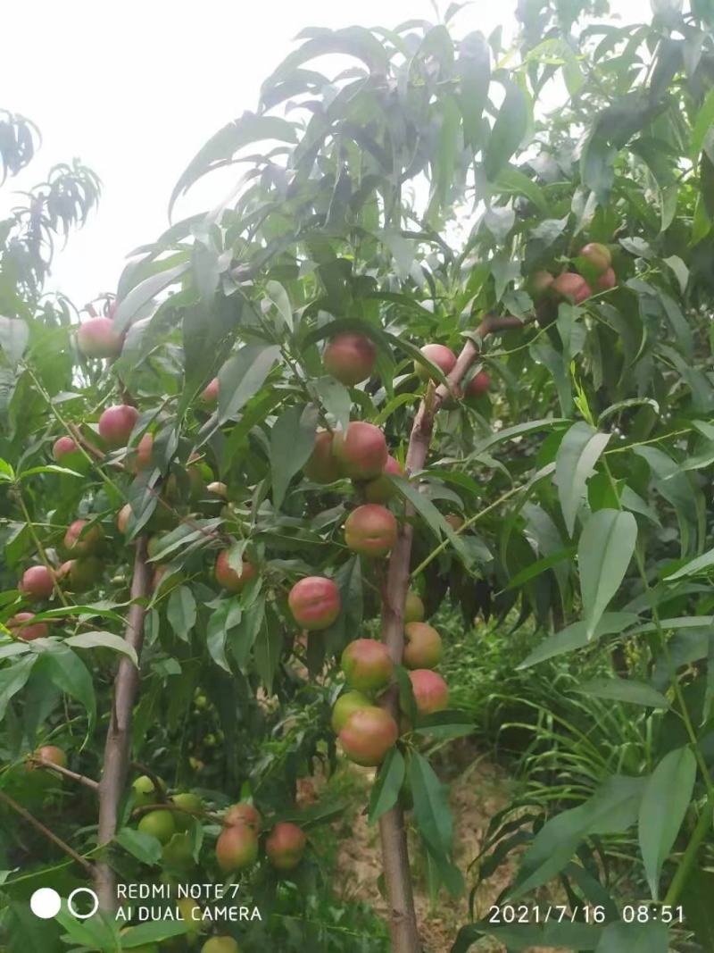 珍珠枣油桃，万亩欢迎你