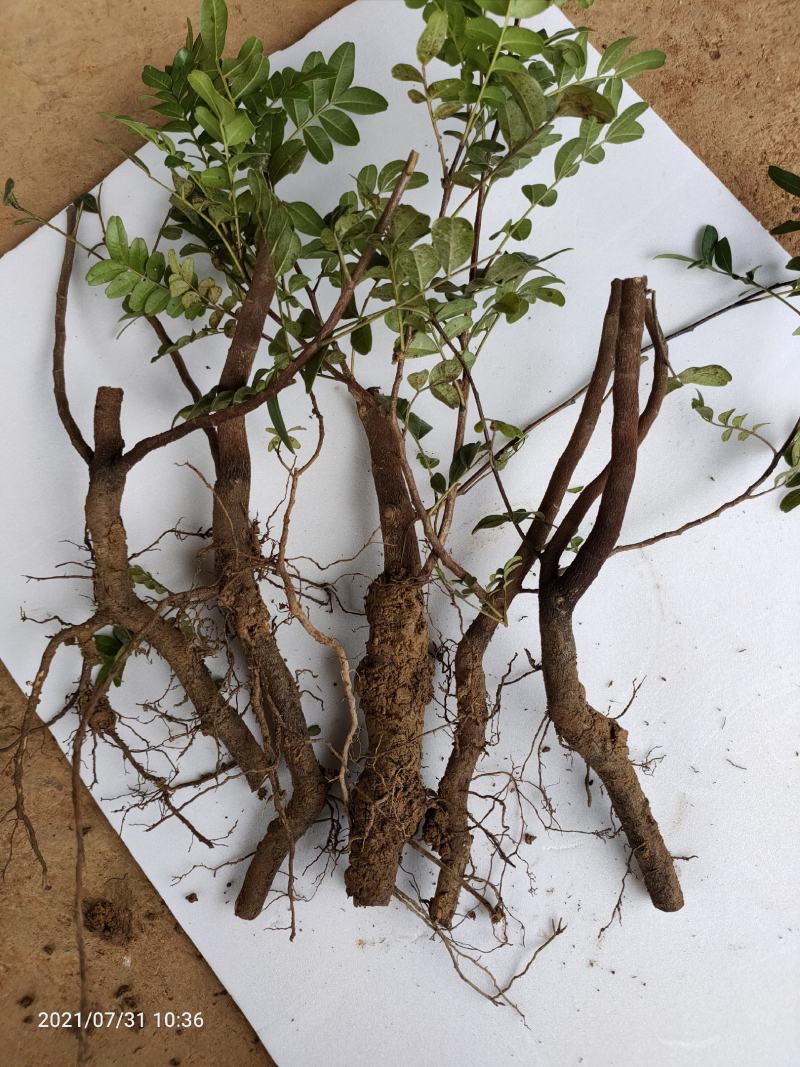 清香木5年小桩裸根不带土