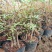 清香木5年小桩裸根不带土