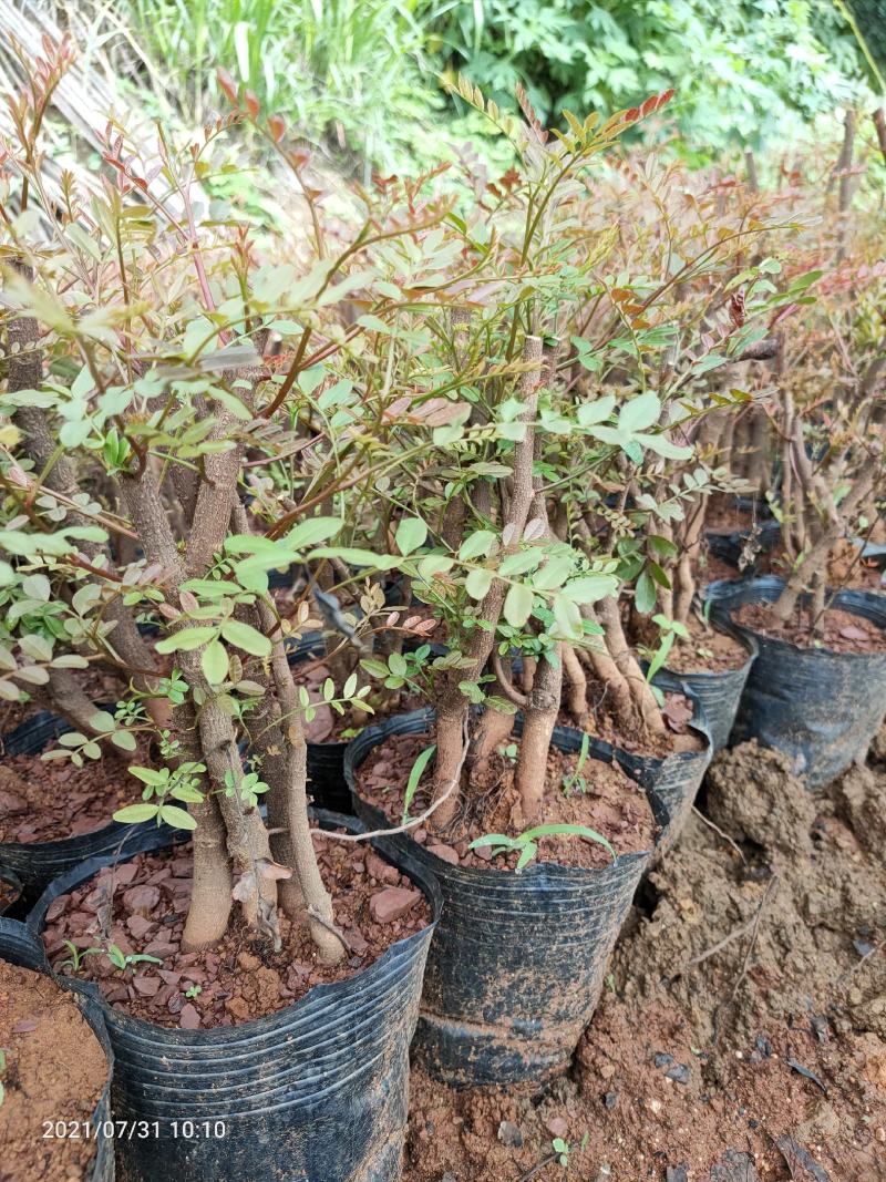 清香木5年小桩裸根不带土