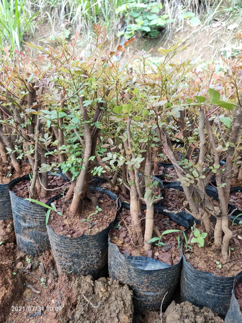 清香木5年小桩裸根不带土