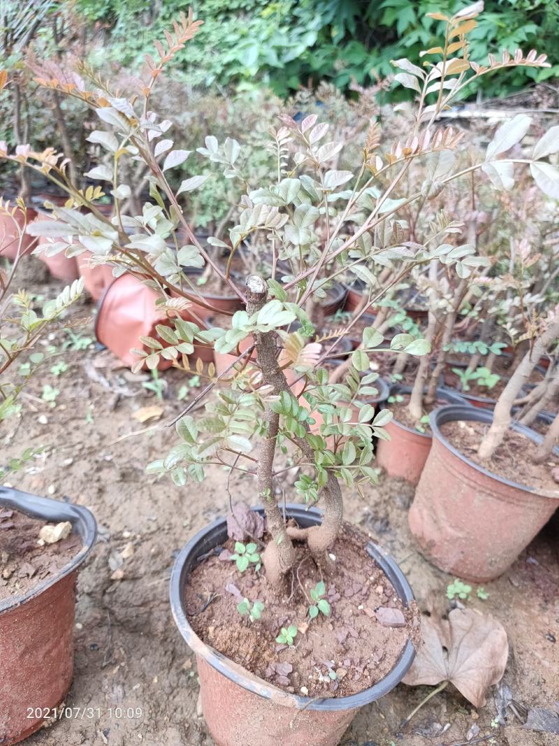 清香木5年小桩裸根不带土