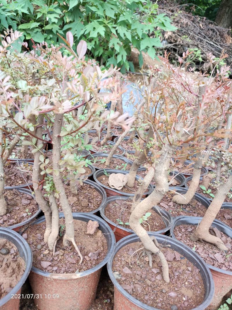 清香木5年小桩裸根不带土