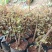 清香木5年小桩裸根不带土