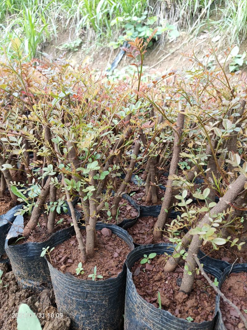 清香木5年小桩裸根不带土