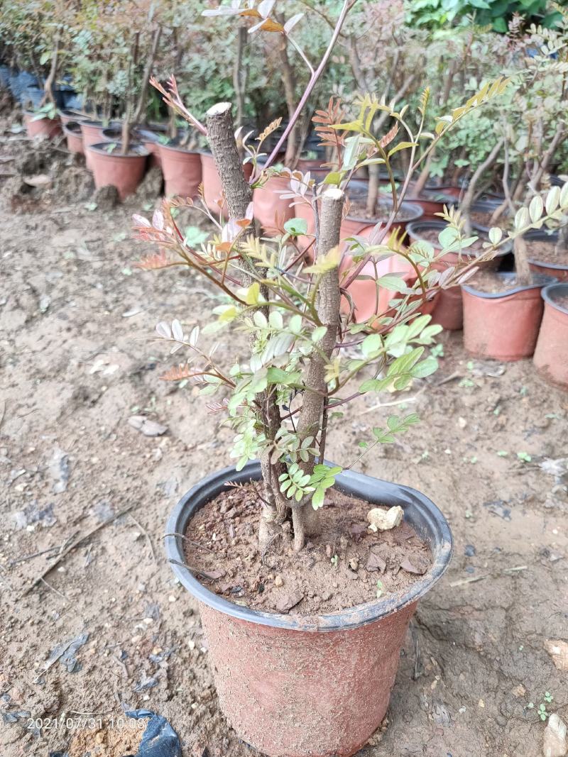 清香木5年小桩裸根不带土