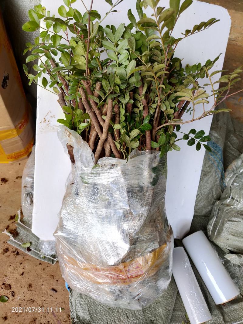 清香木5年小桩裸根不带土