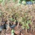 清香木5年小桩裸根不带土