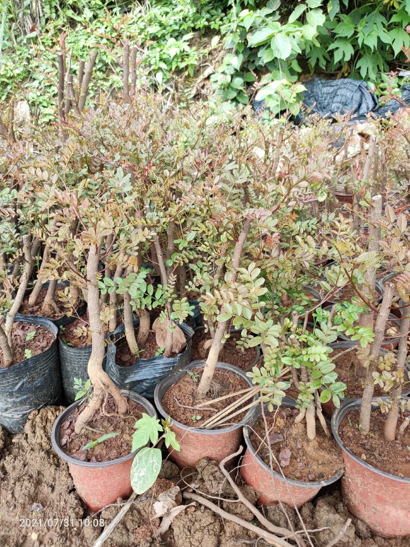 清香木5年小桩裸根不带土
