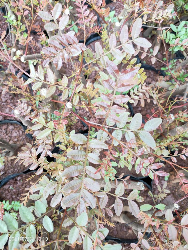 清香木5年小桩裸根不带土