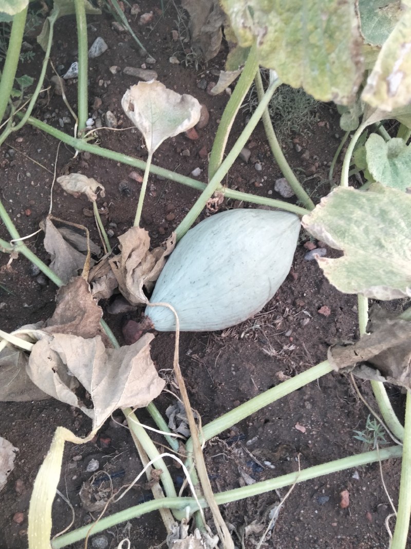 内蒙沙土地贵族二号上市了商超货电商货都有