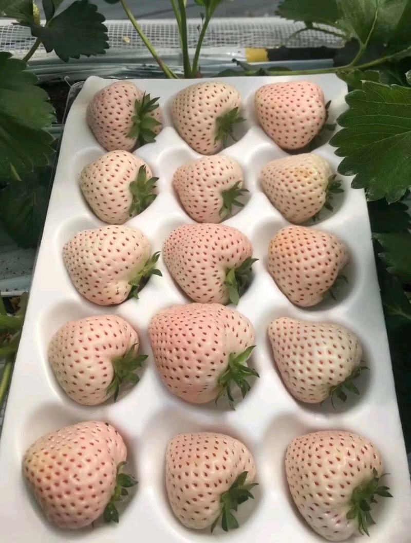 白雪公主草莓苗淡雪草莓苗天使8号桃熏赏雪白草莓苗