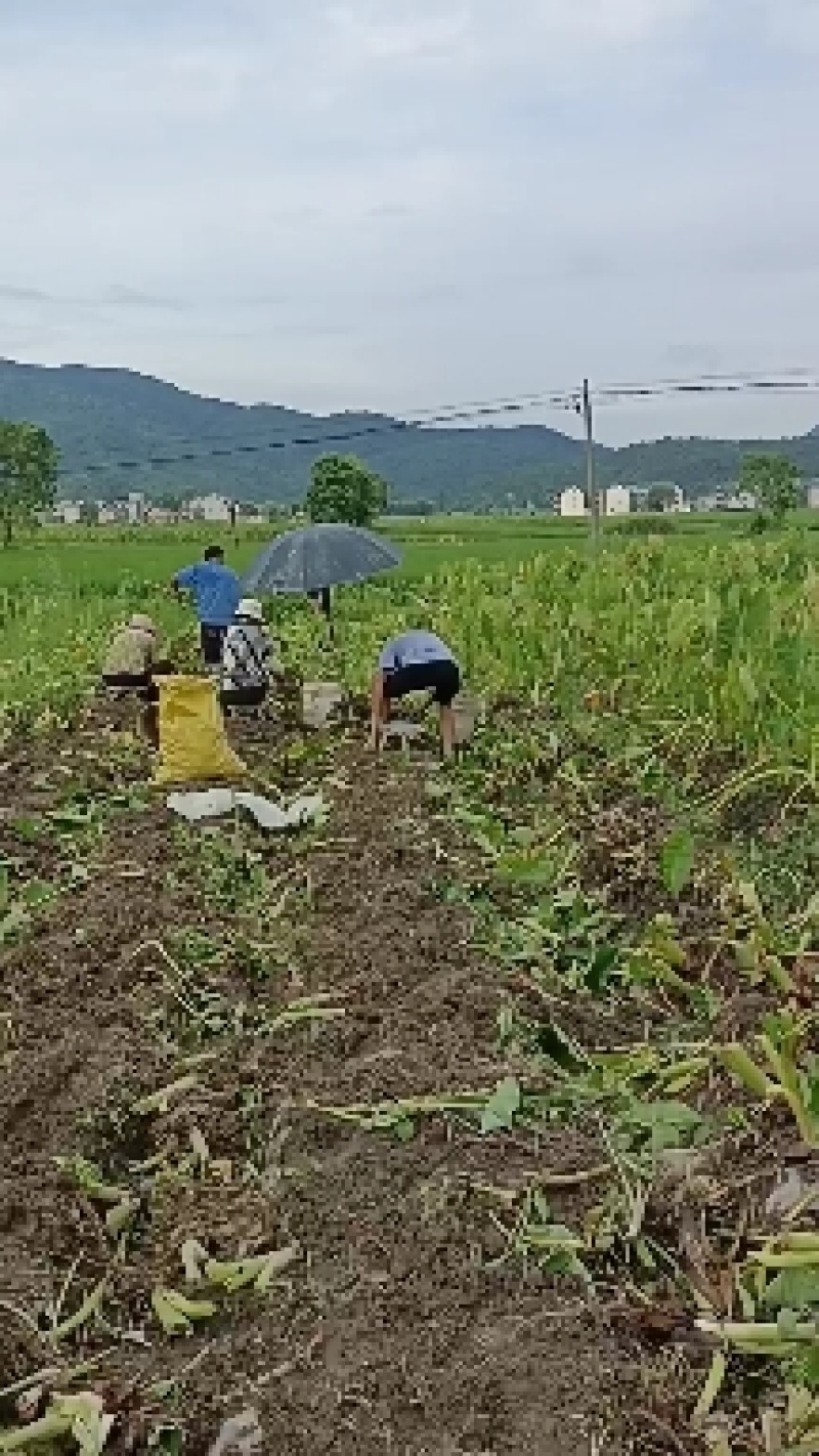 江西红芽芋头已上市，大量供应红芽芋头，一手优质货源直供