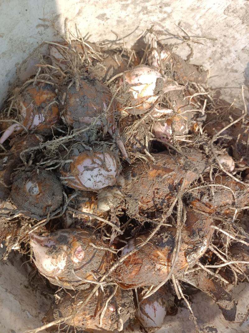 江西红芽芋头已上市，大量供应红芽芋头，一手优质货源直供