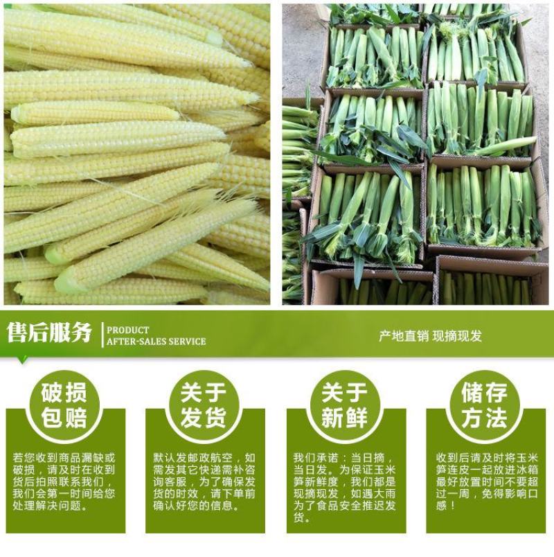 玉米笋迷你小玉米水果玉米无农药现摘新鲜蔬菜食材包邮。