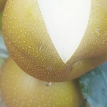 梨，华梨，翠冠，黄花，湘南，