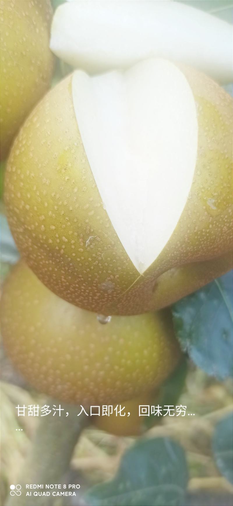梨，华梨，翠冠，黄花，湘南，