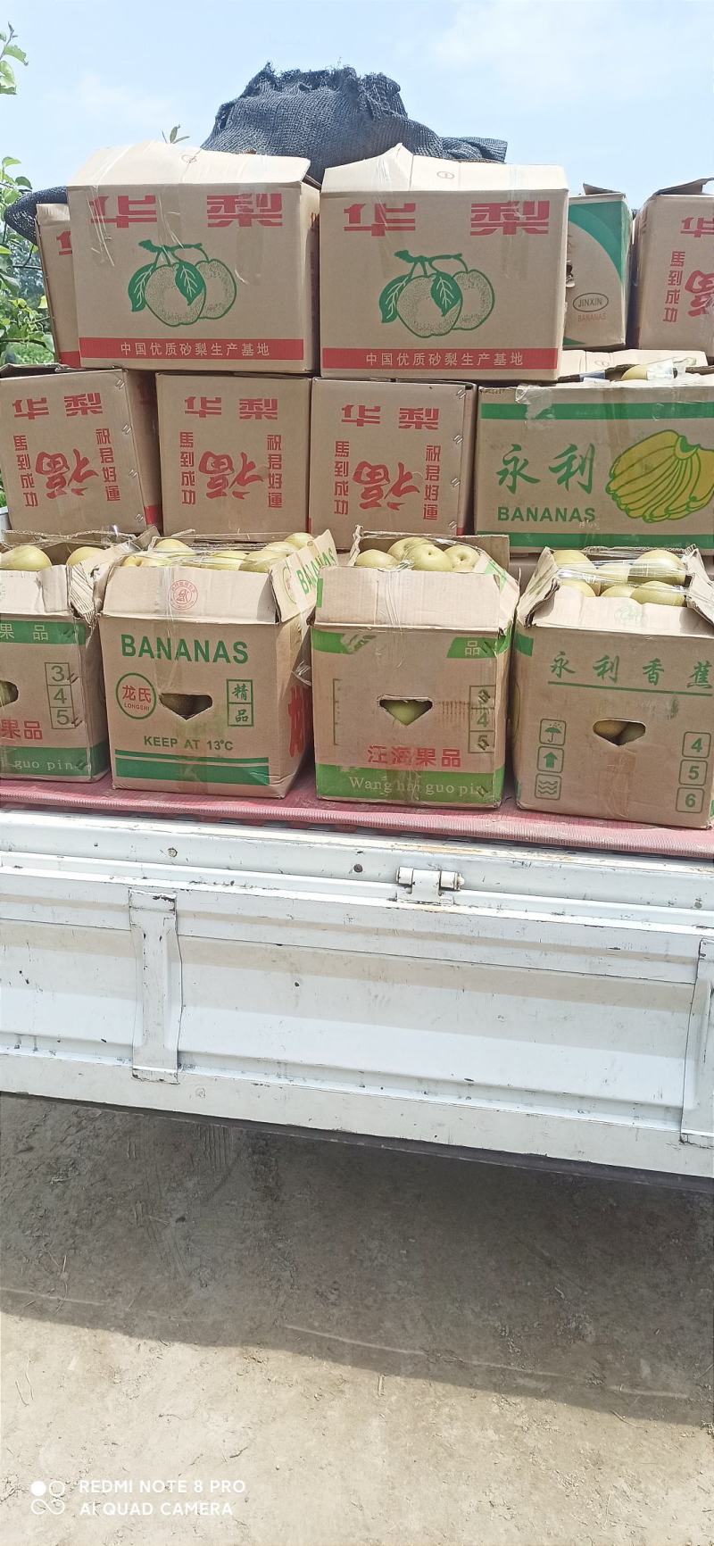梨，华梨，翠冠，黄花，湘南，