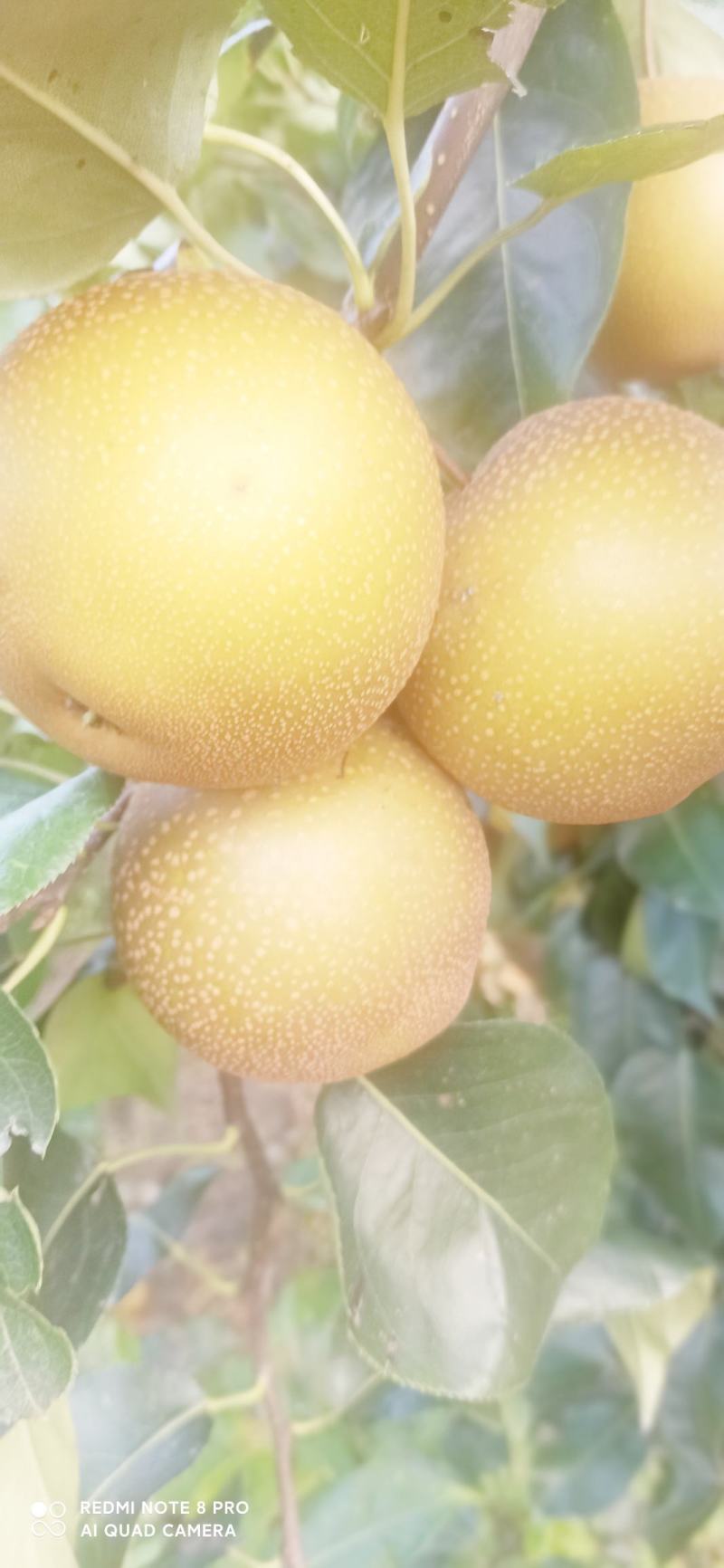 梨，华梨，翠冠，黄花，湘南，