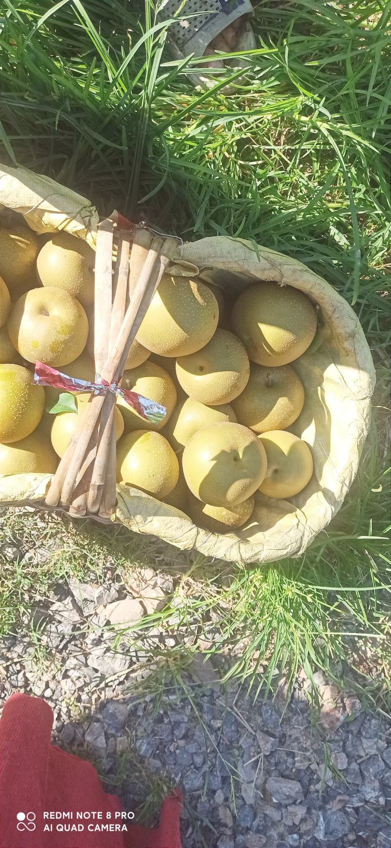 梨，华梨，翠冠，黄花，湘南，