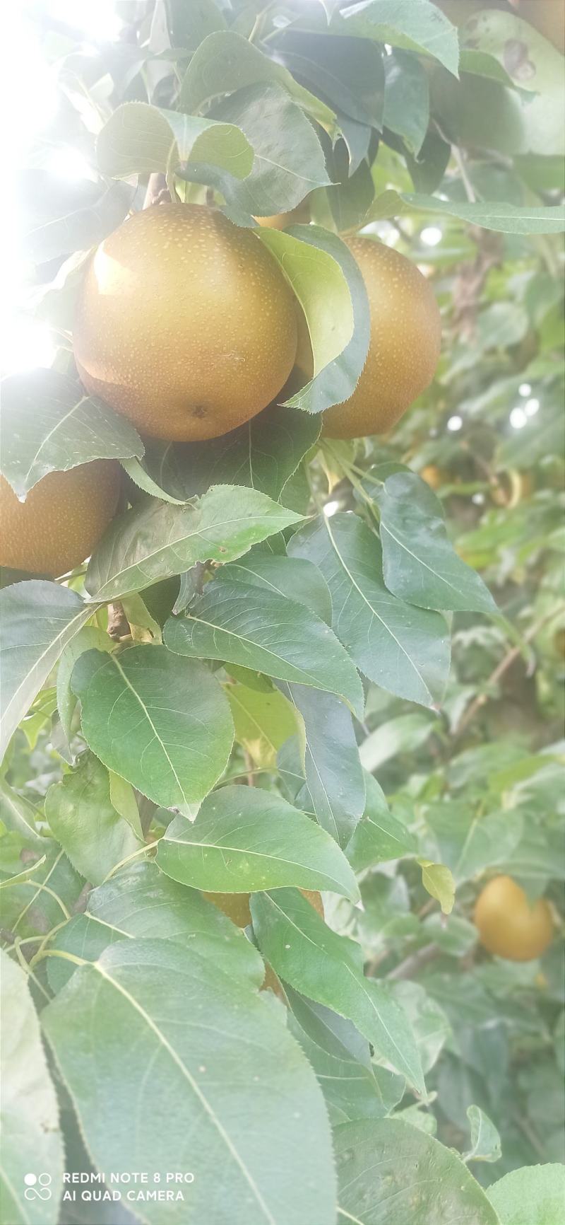 梨，华梨，翠冠，黄花，湘南，