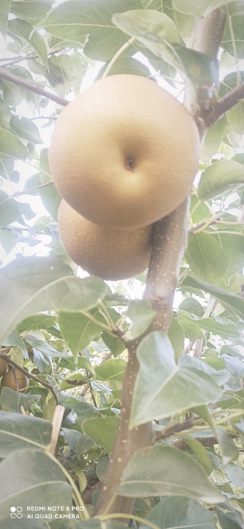 梨，华梨，翠冠，黄花，湘南，