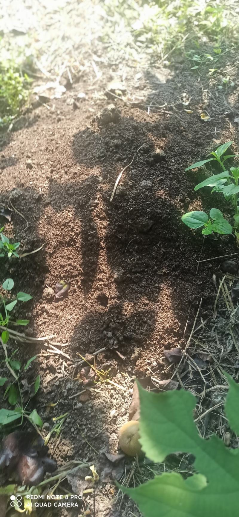 梨，华梨，翠冠，黄花，湘南，