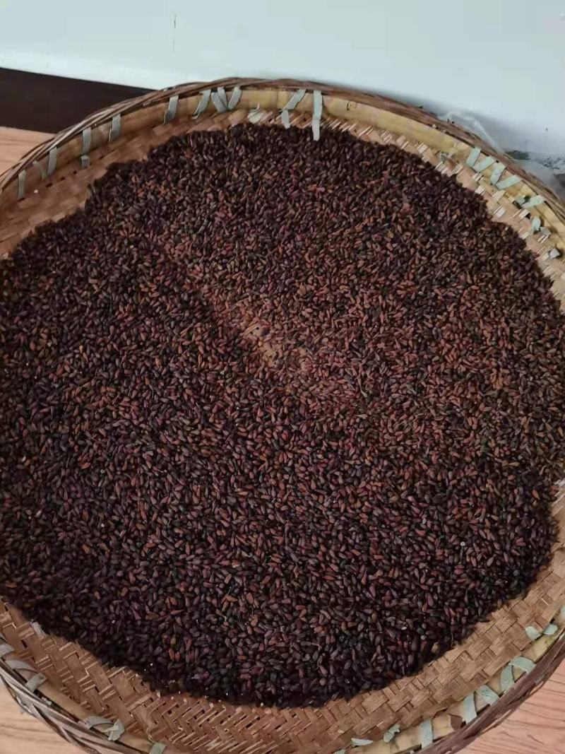 百部种子