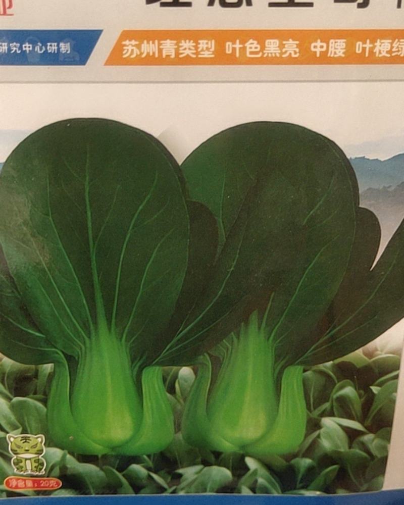 苏州青，叶色黑亮。中腰。叶梗绿，耐热耐湿，