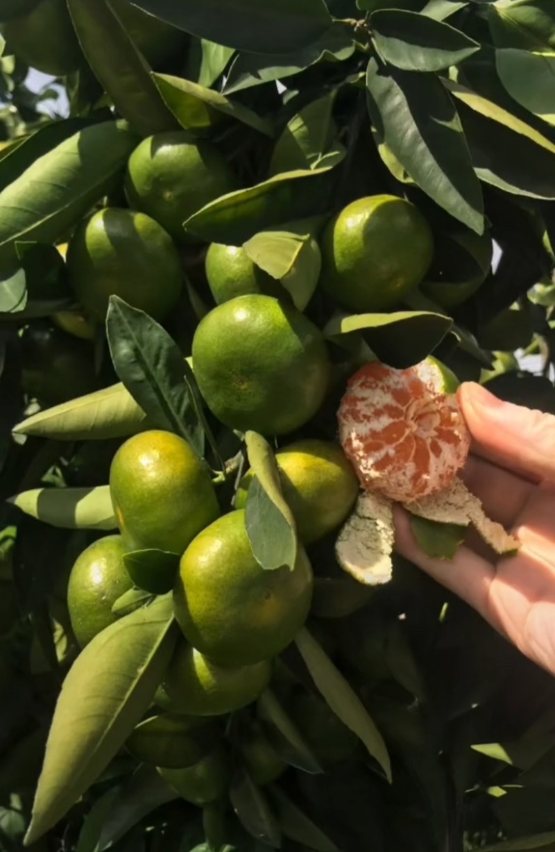 （热销）福建高海拔高山特早蜜橘基地直供，货源充足
