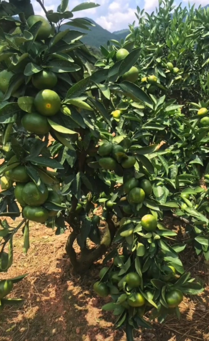 （热销）福建高海拔高山特早蜜橘基地直供，货源充足