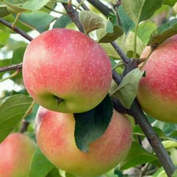 美八苹果，现摘现发，质量保证支持一件代发，面向全国发货