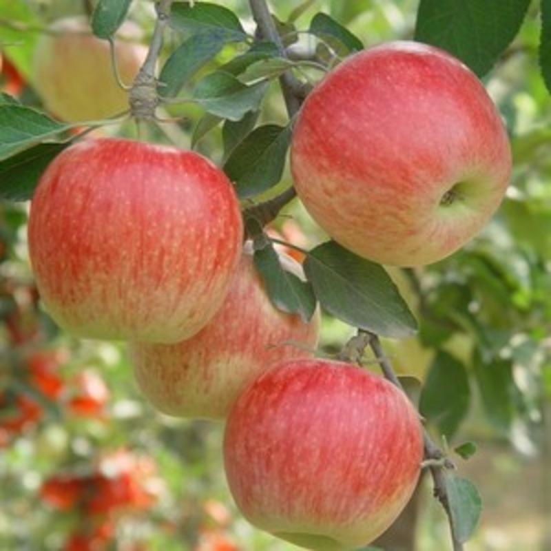 美八苹果，现摘现发，质量保证支持一件代发，面向全国发货