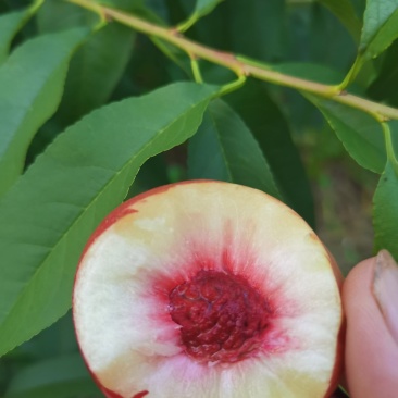 珍珠枣油桃，货源充足，果面晶莹透亮，货源充足，含糖量15