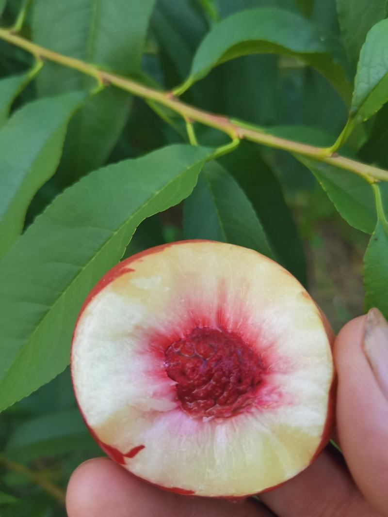 珍珠枣油桃，货源充足，果面晶莹透亮，货源充足，含糖量15
