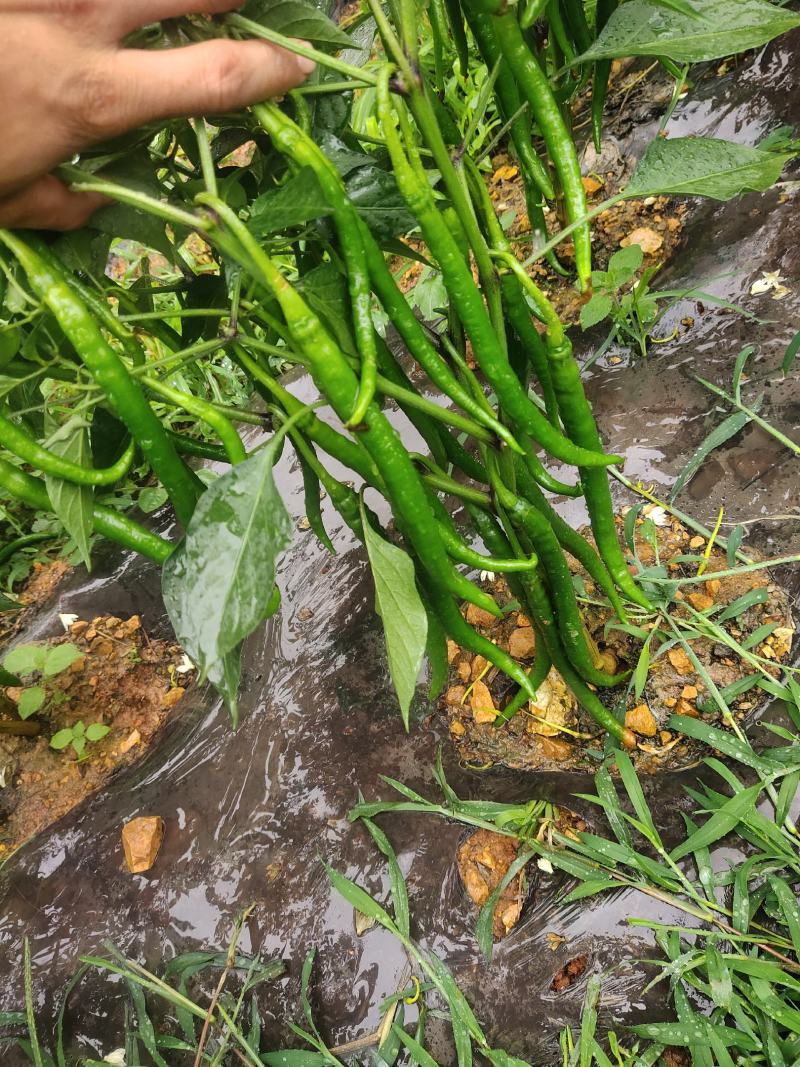 线椒