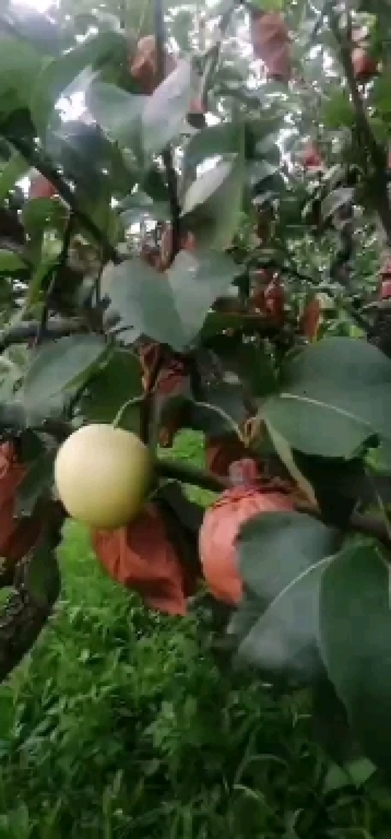 大量皇冠梨，新梨七号现已成熟下上市有需要的朋友可以下单了