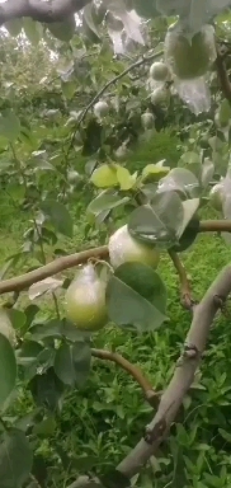 大量皇冠梨，新梨七号现已成熟下上市有需要的朋友可以下单了